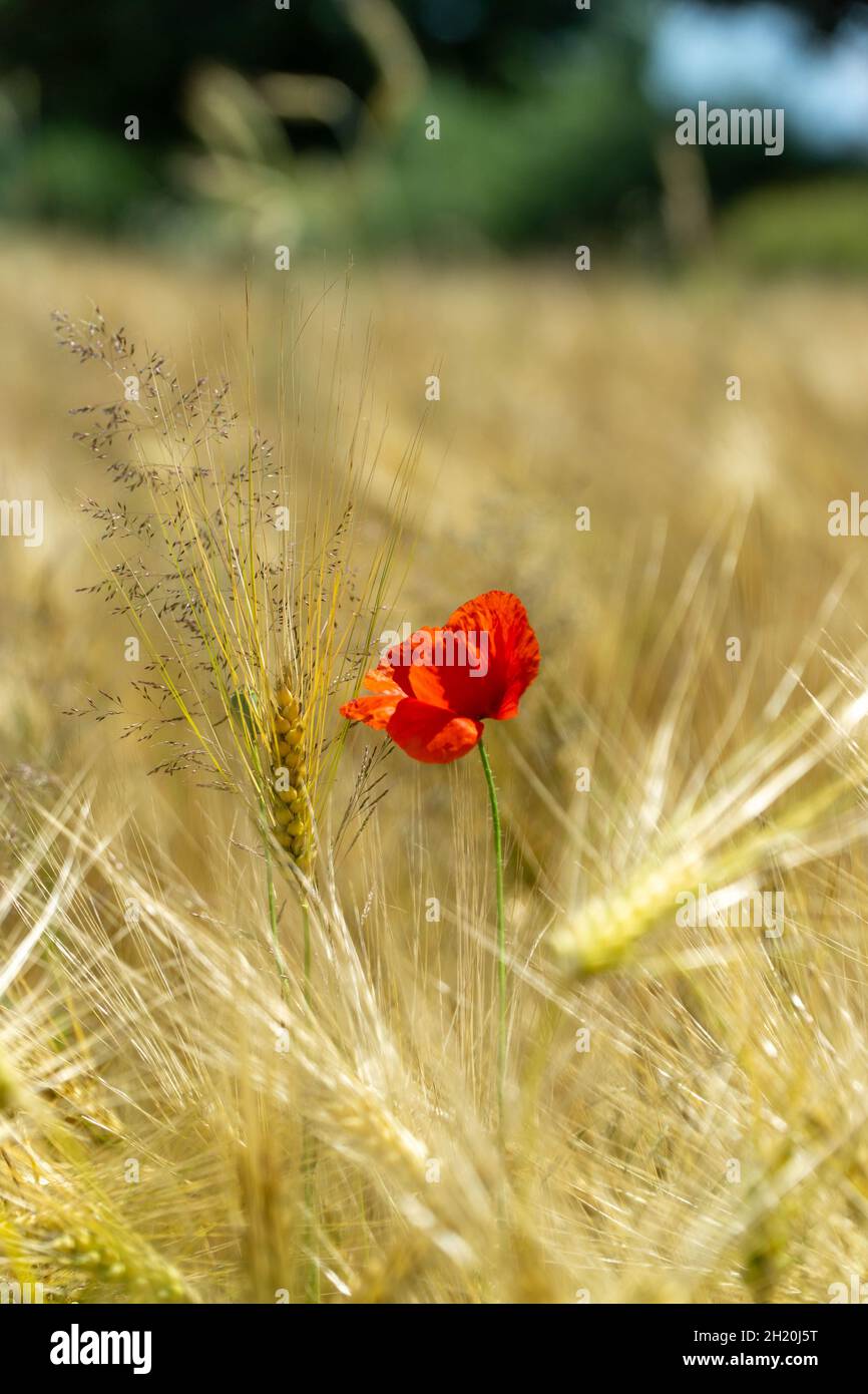 Poppy flower in corn field Stock Photo