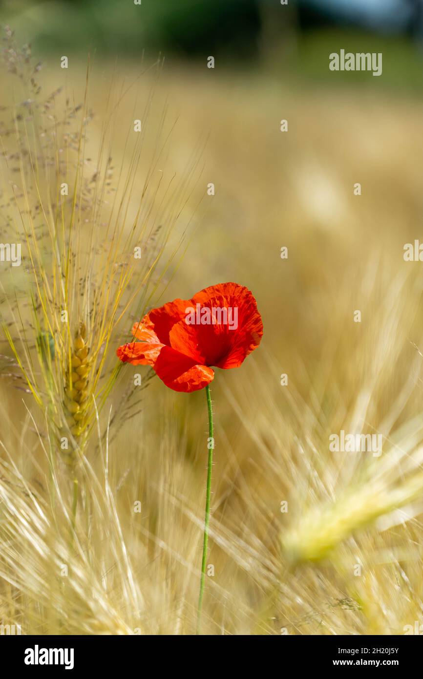 Poppy flower in corn field Stock Photo
