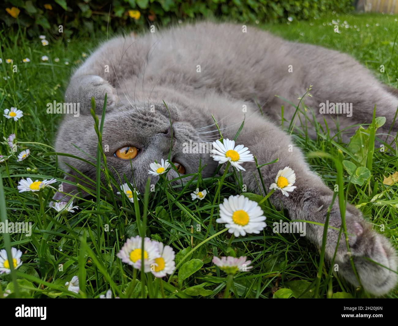 Cat on grass with daisy flower Stock Photo