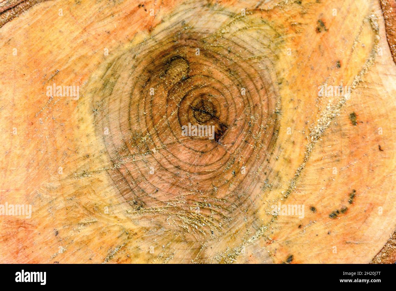 Background from freshly sawn old bird cherry tree. Stock Photo