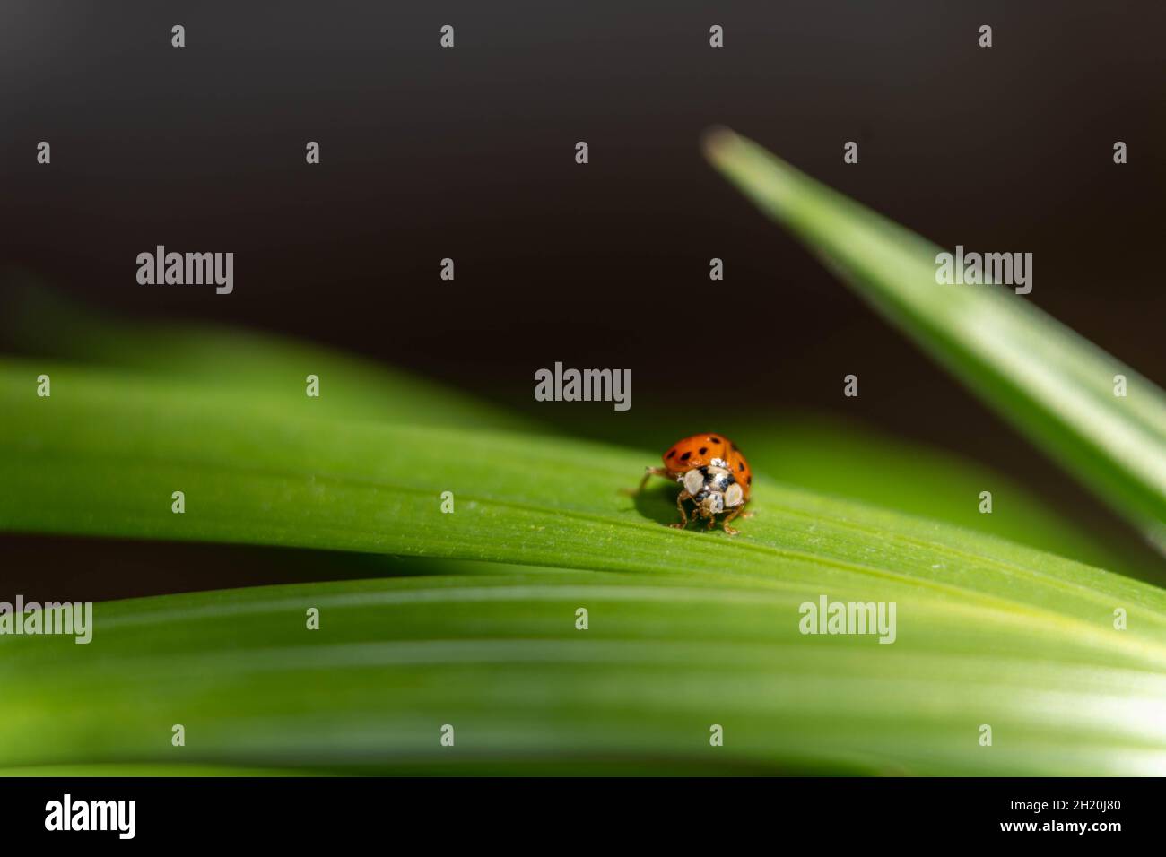 Ladybug on green leaf Stock Photo