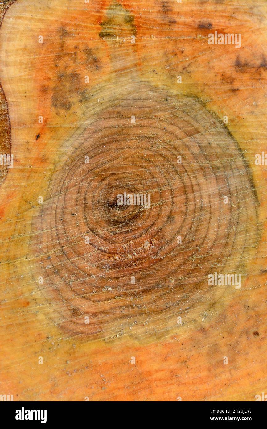 Background from freshly sawn old bird cherry tree. Stock Photo