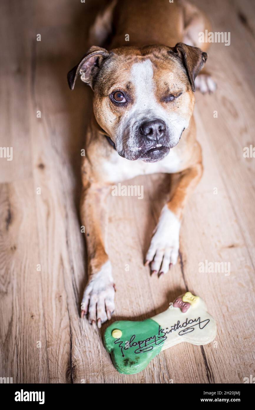 Bulldog with a birthday cake Stock Photo