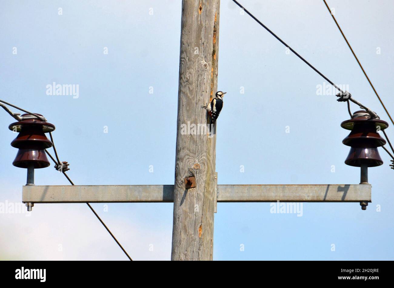 Buntspecht an einem hölzernen Strommasten - Great spotted woodpecker on a wooden power pole Stock Photo