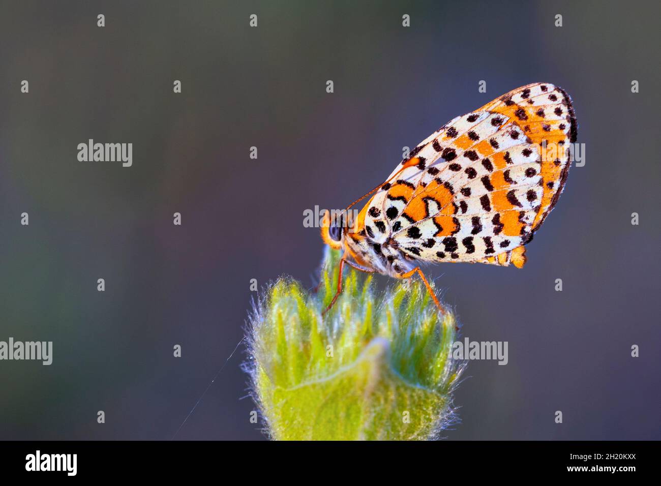 Day butterfly perched on flower, Melitaea aetherie Stock Photo