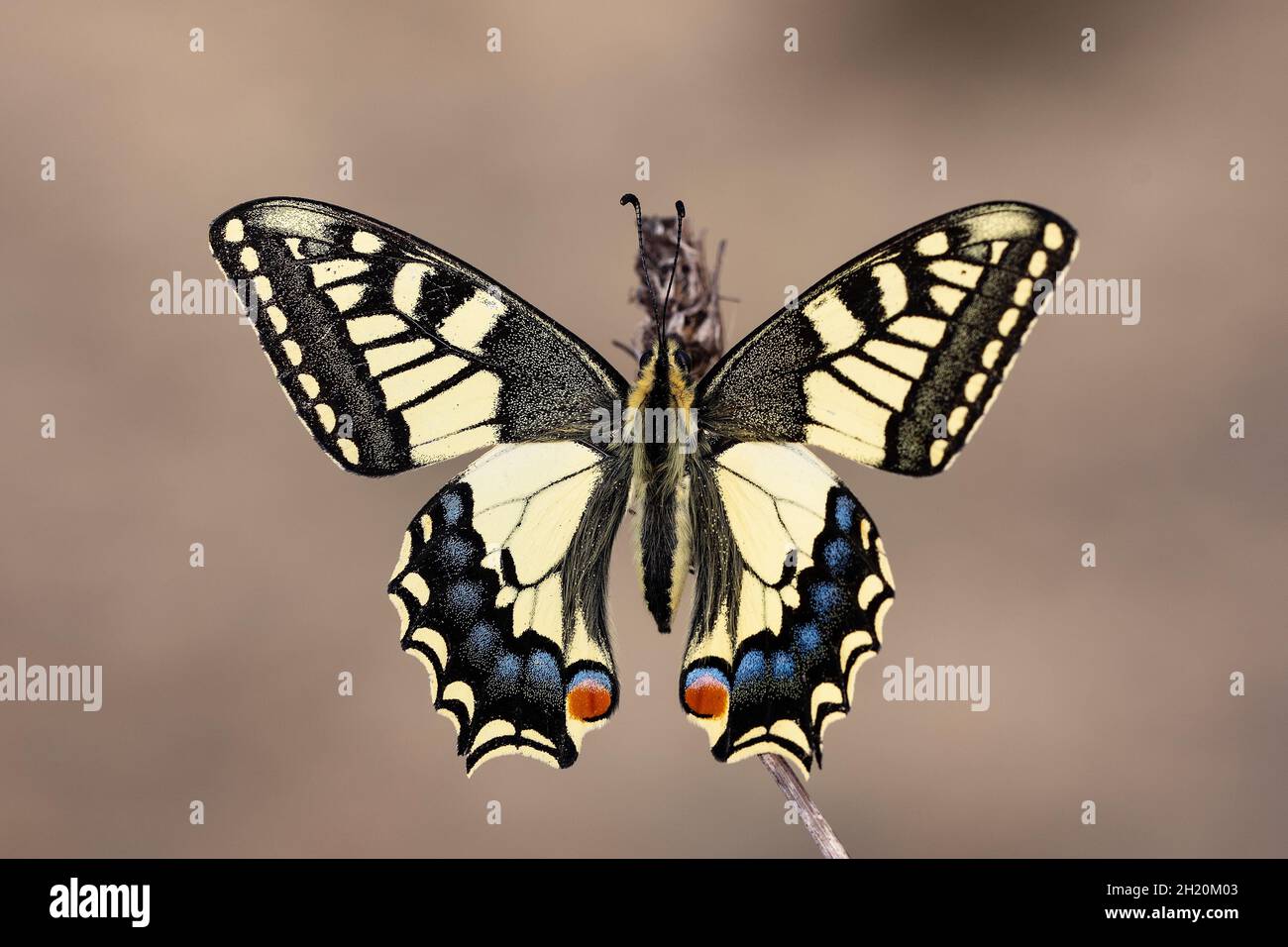 Day butterfly perched on flower, Papilio machaon - Linnaeus Stock Photo