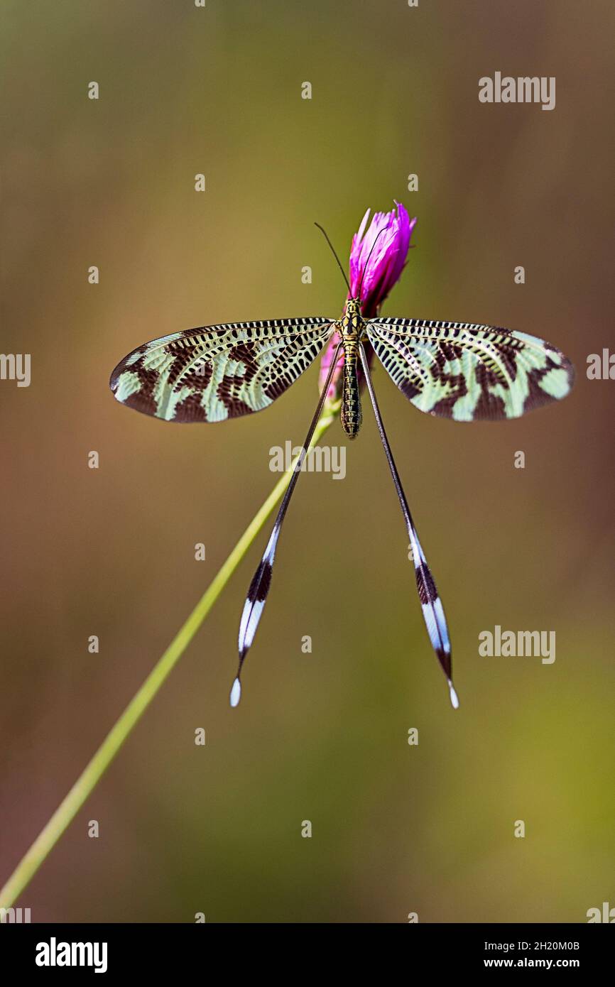 Neurptero hi-res stock photography and images - Alamy