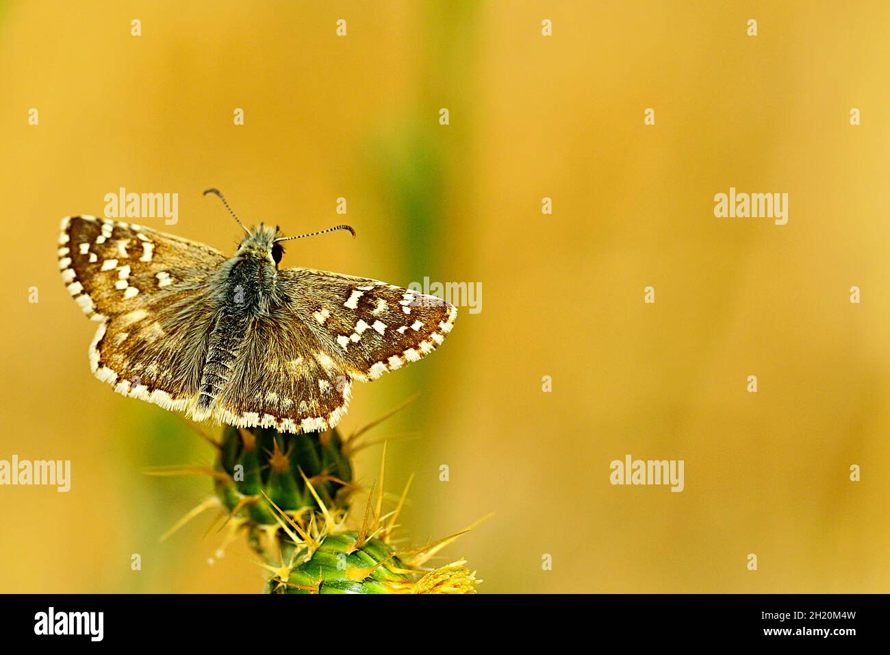 Day butterfly perched on flower, Pyrgus alveus. Stock Photo