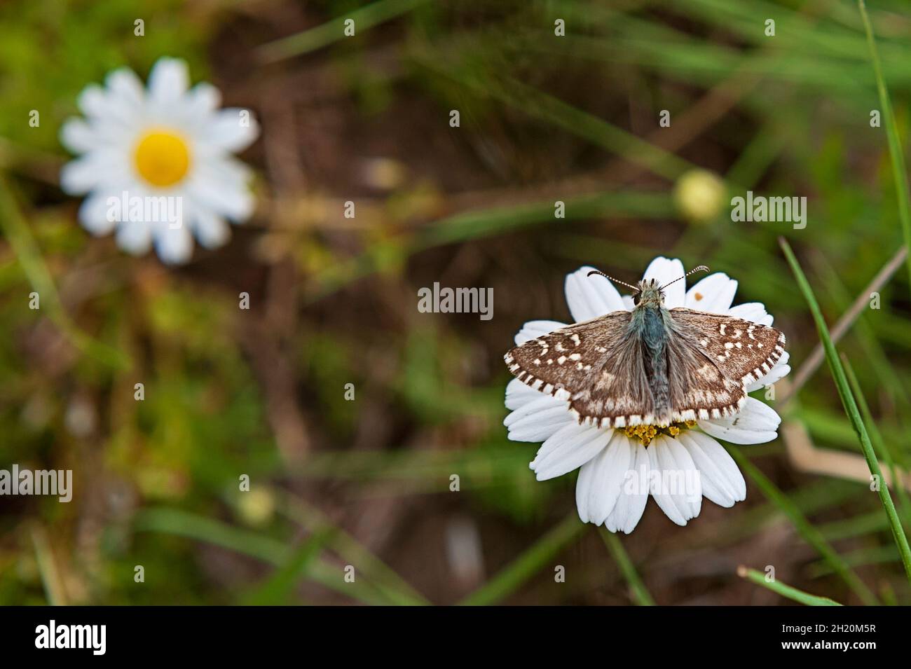 Day butterfly perched on flower, Pyrgus alveus. Stock Photo