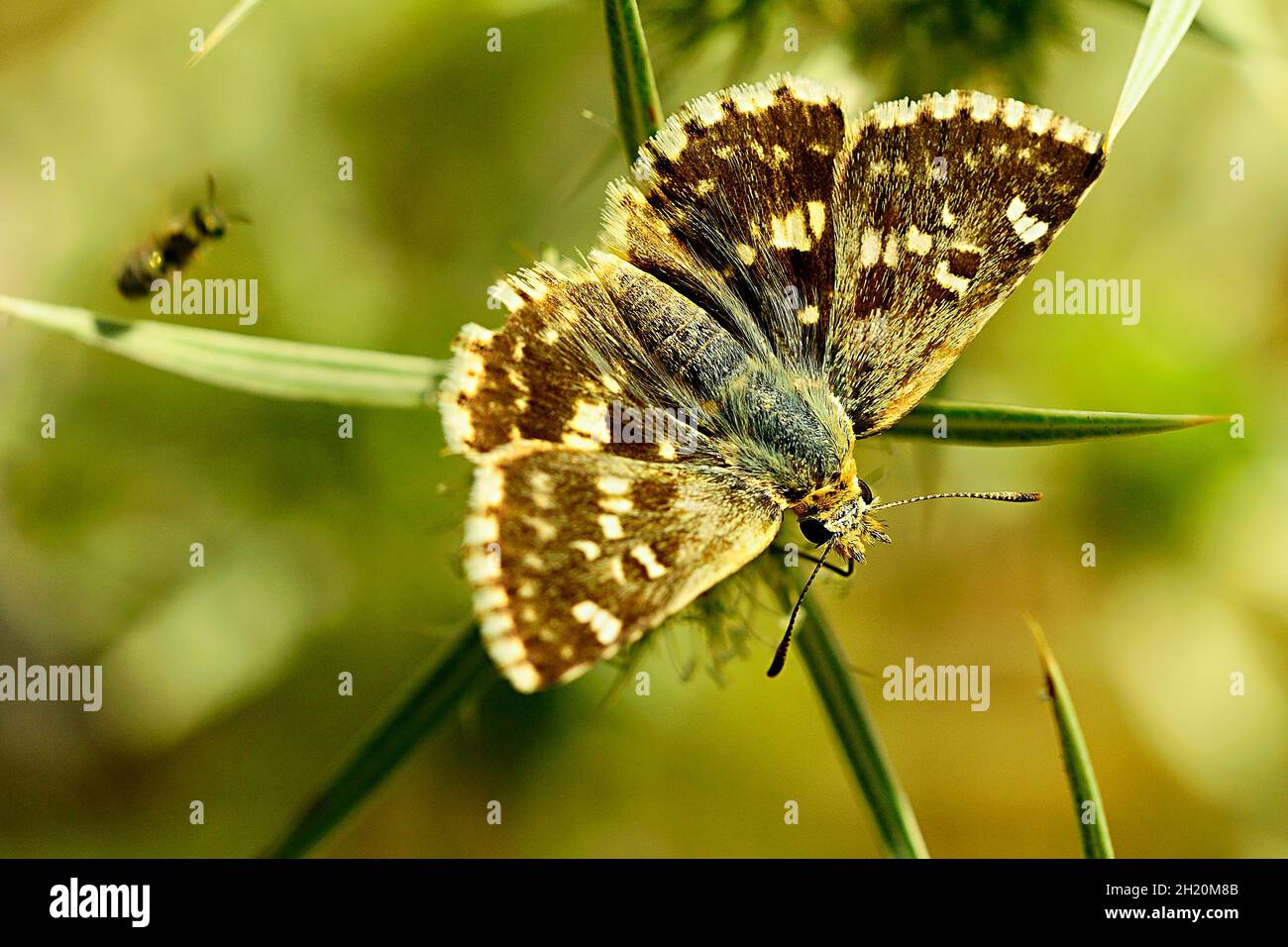 Day butterfly perched on flower, Syrichtus proto Stock Photo