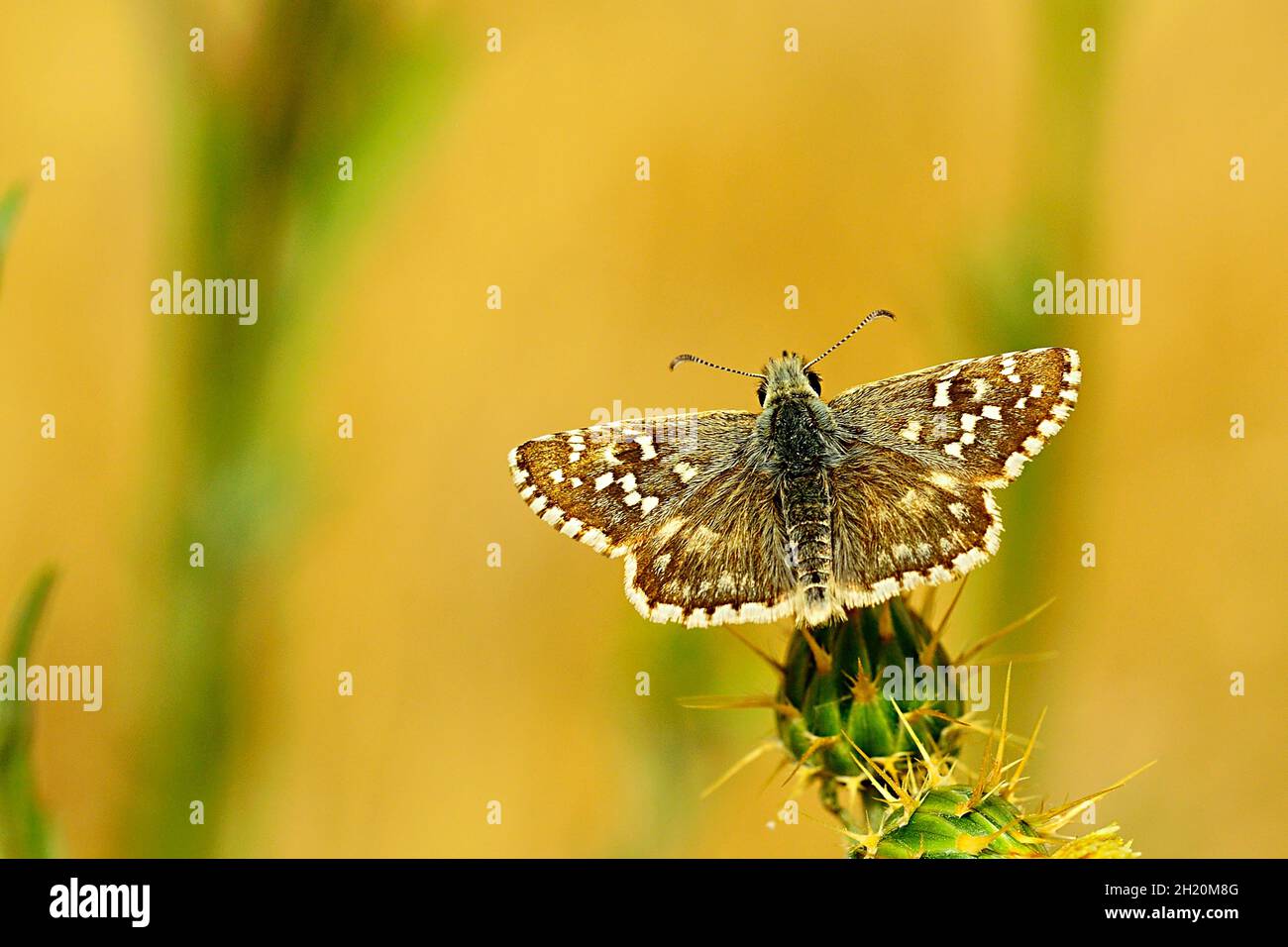 Day butterfly perched on flower, Pyrgus malvoides. Stock Photo