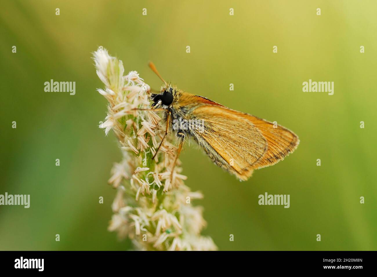 Day butterfly perched on flower, Thymelicus sylvestris Stock Photo