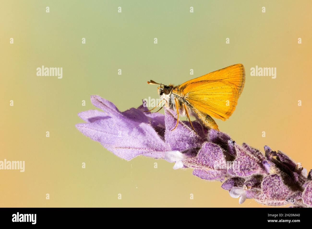 Day butterfly perched on flower, Thymelicus sylvestris Stock Photo