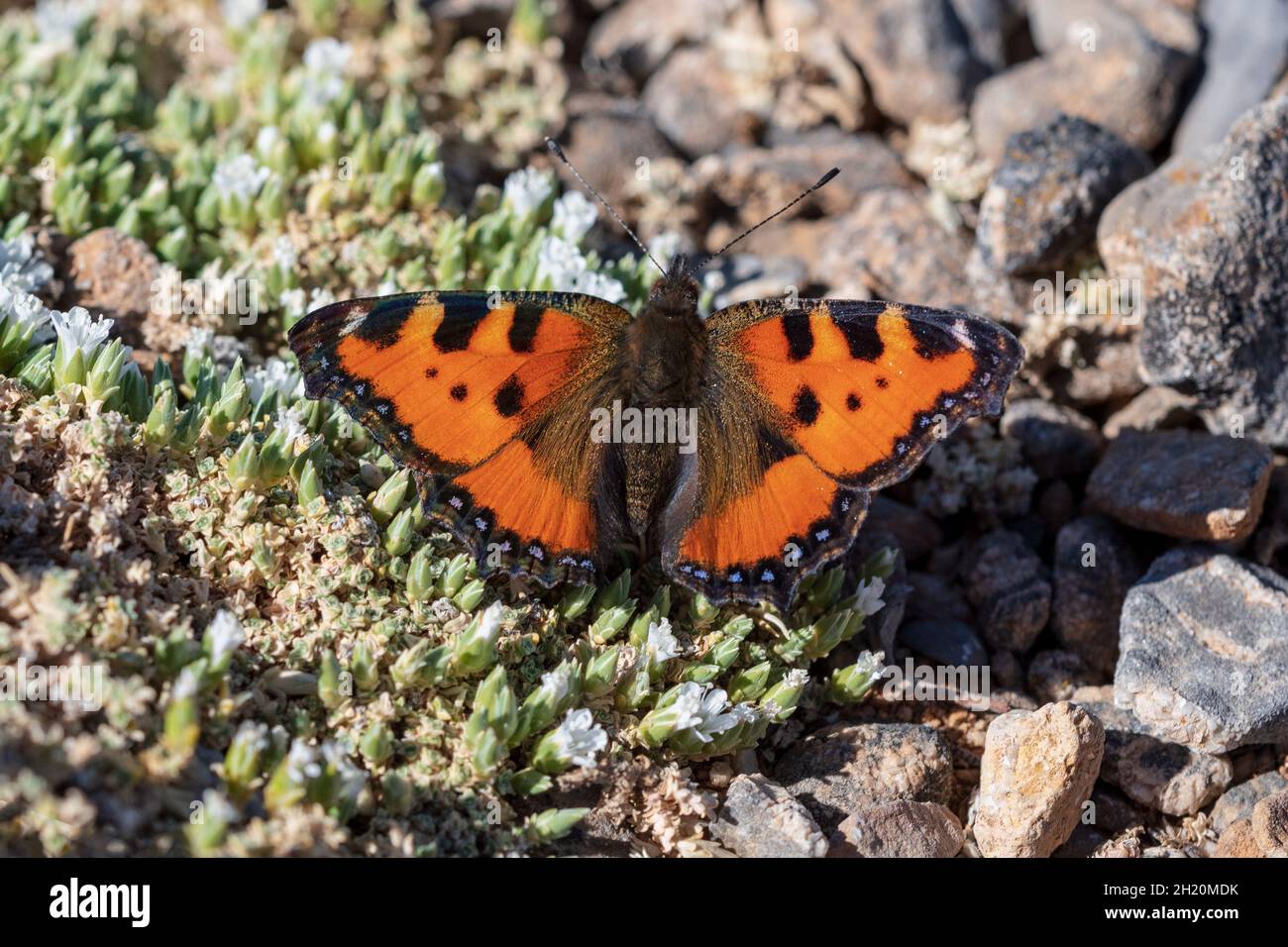 Day butterfly perched on flower, Vanessa Urticae Stock Photo