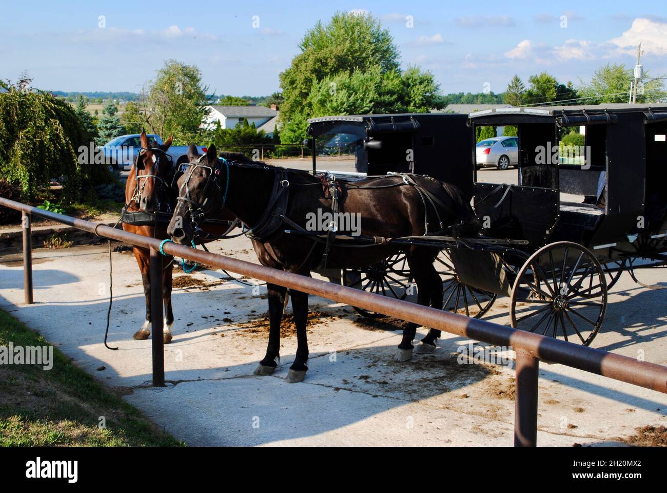 Horses and carridges at the Amish country in Ohio,USA Stock Photo