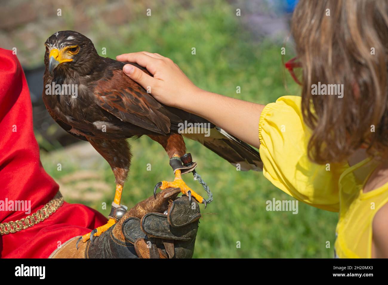 Girl Hand Touching Eagle Harris Hawk in Captivity Stock Photo