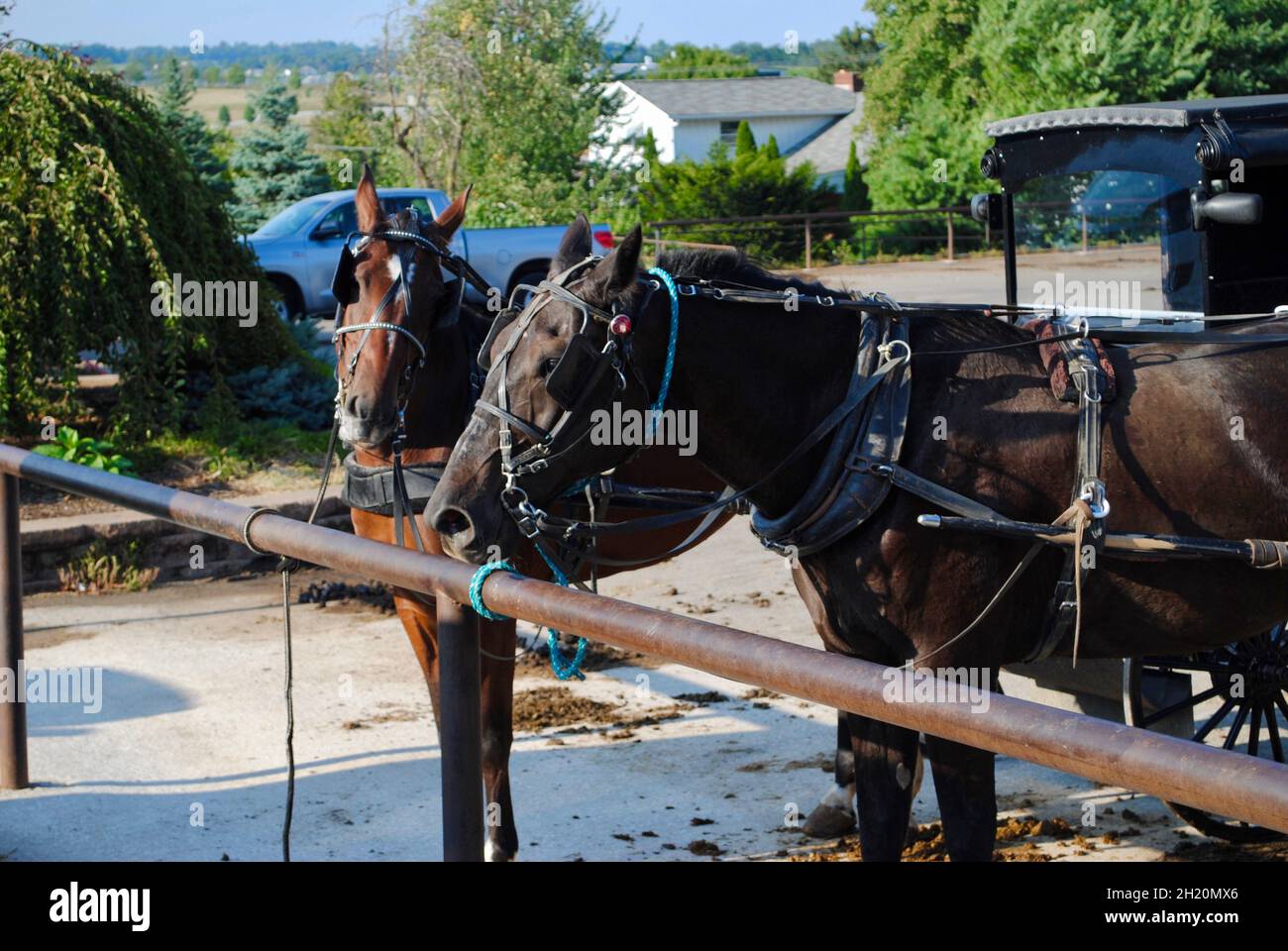 Horses and carridges at the Amish country in Ohio,USA Stock Photo