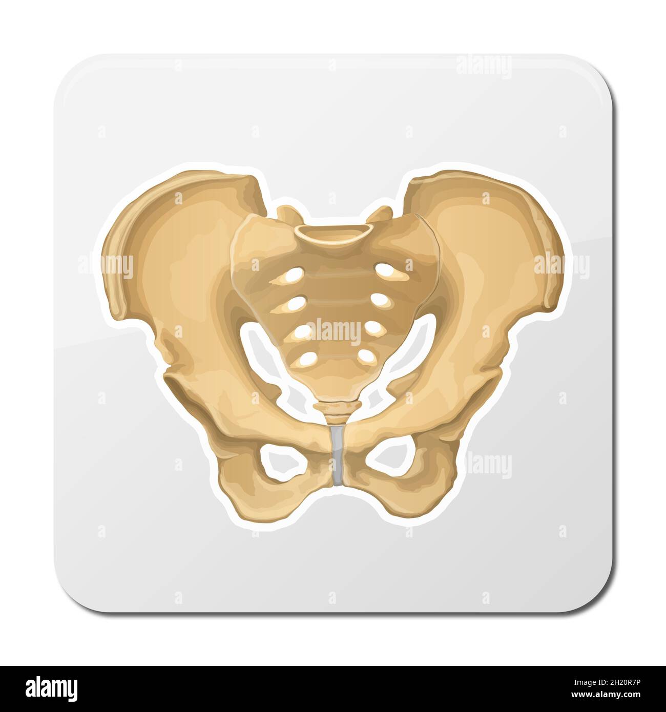 Pelvis Human Skeleton Female Pelvic Bone Anatomy Hip 3d Artwork