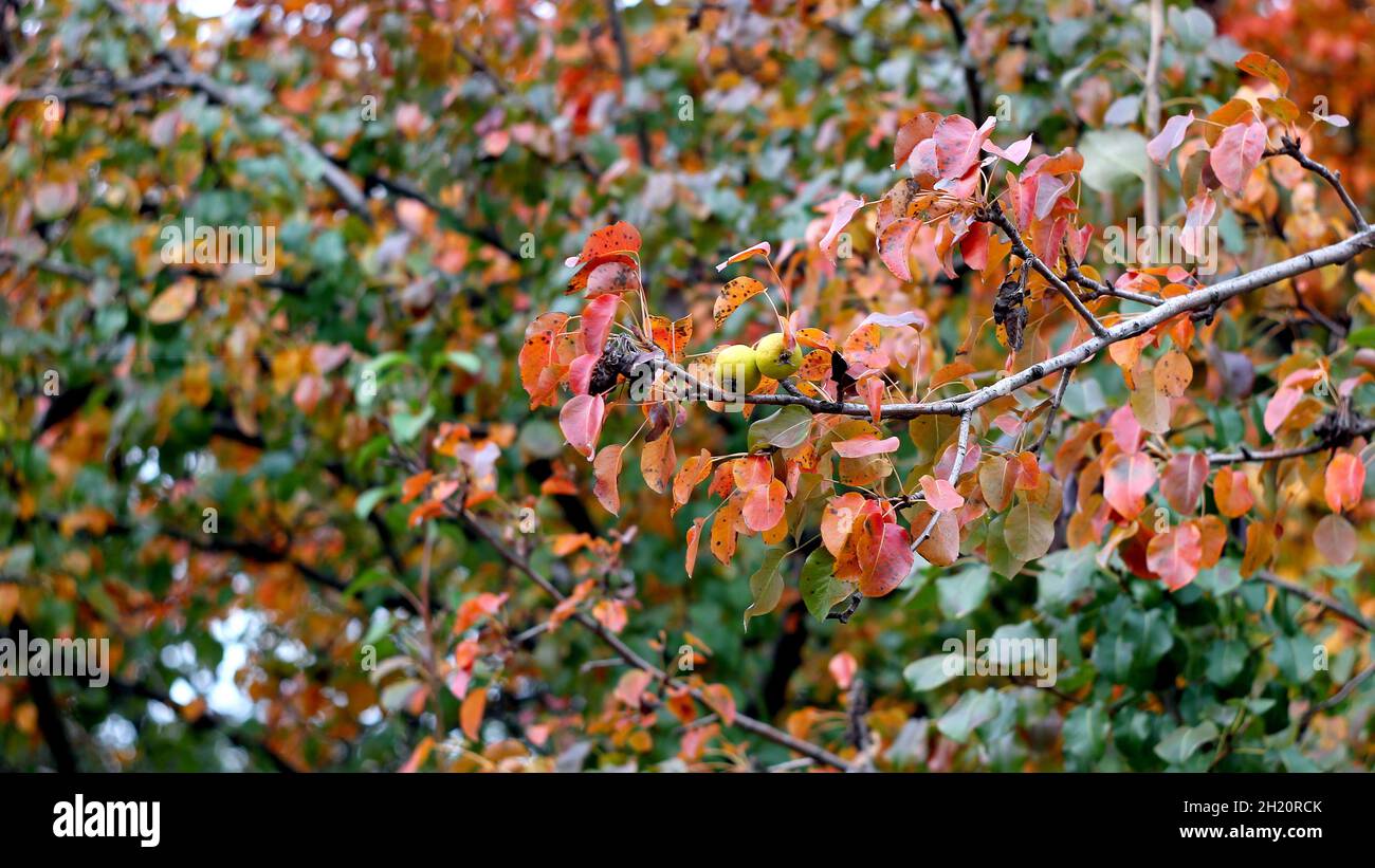 Green and red trees in the autumn garden. Stock Photo
