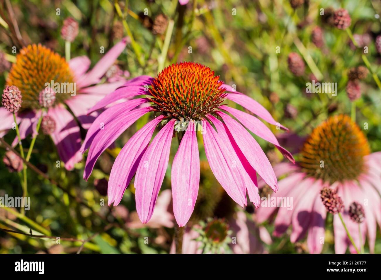Echinacea purpurea, Purple Coneflower in late summer, Dorset, England
