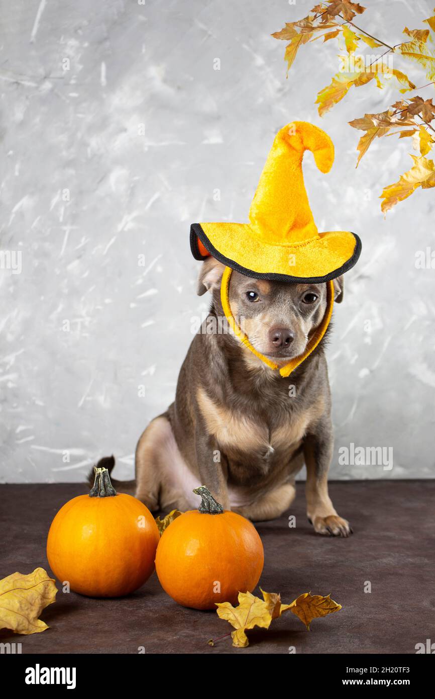 dog pumpkin hat