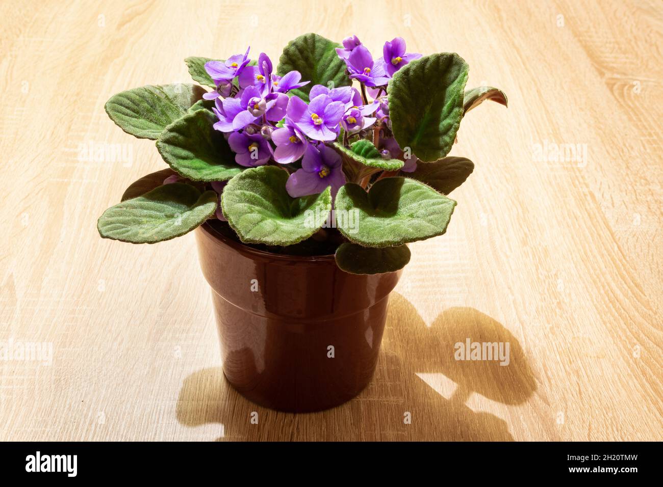 Violet colored flowers of African violets (Saintpaulia ionantha) in a flowerpot Stock Photo