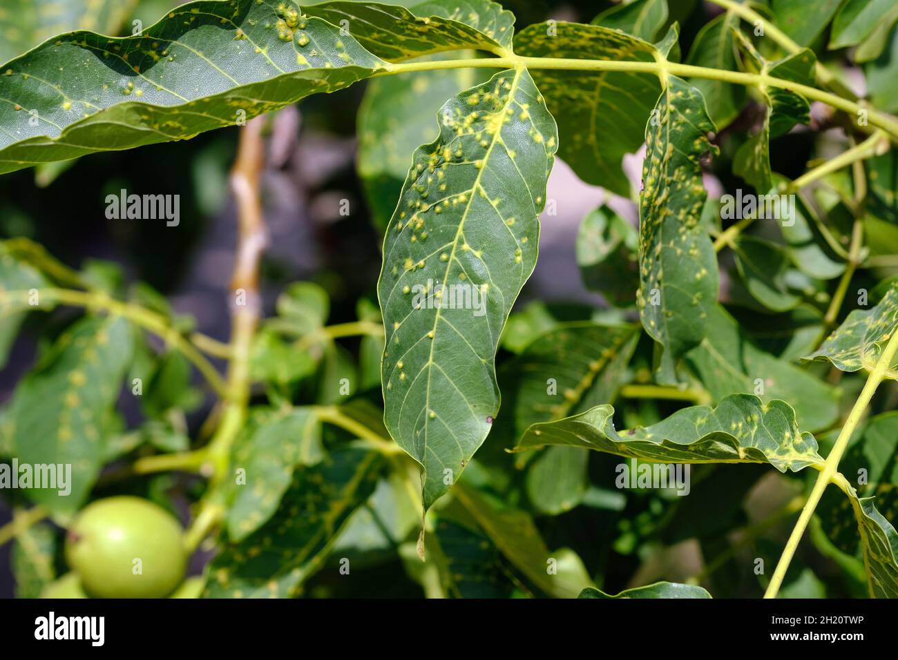 Walnut leaves are covered with yellow dots. Disease pest on walnut leaves. Leaves on the tree close-up. Eriophyes tristriatus Nal or Nutty gall mite. Stock Photo
