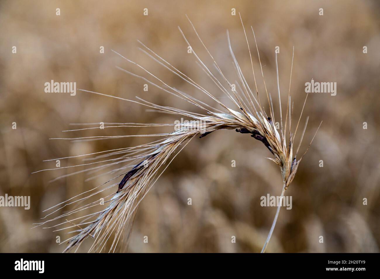 Ergot wild grass hires stock photography and images Alamy