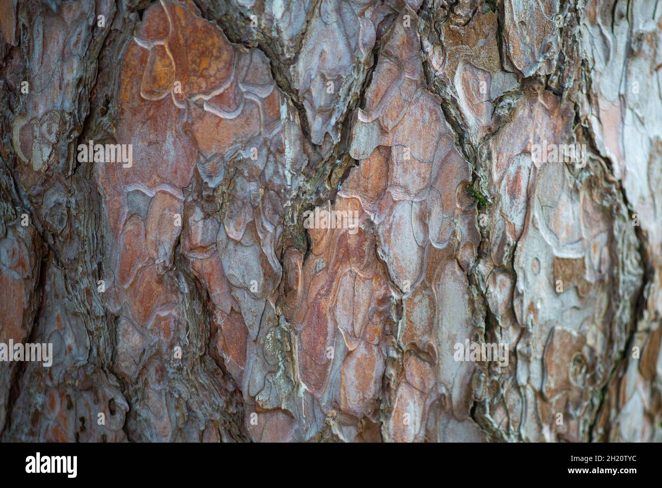 bark of a tree in the Botanical Garden of Batumi Stock Photo - Alamy