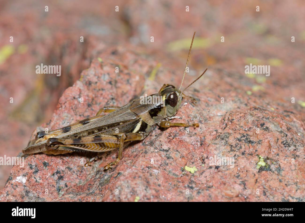 Spur-throated Grasshopper, Melanoplus sp. Stock Photo