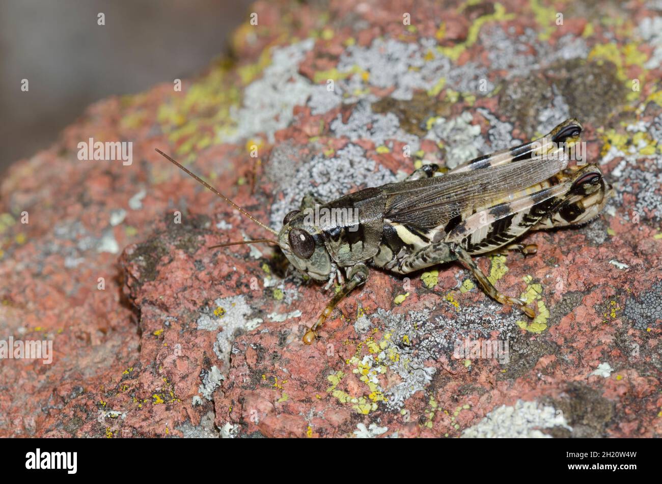 Spur-throated Grasshopper, Melanoplus sp. Stock Photo