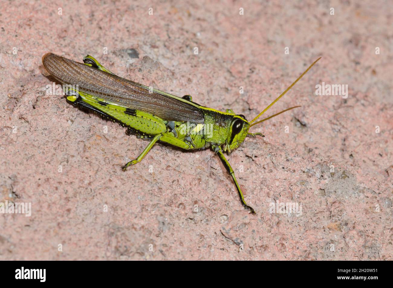 Bird Grasshopper, Schistocerca sp. Stock Photo