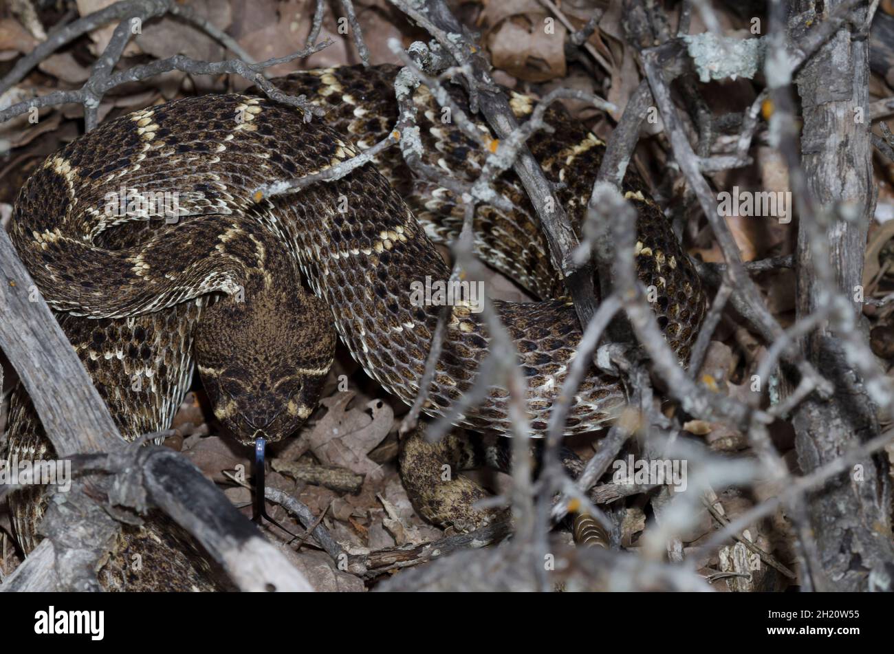 Western Diamondback Rattlesnake, Crotalus atrox, flicking tongue Stock Photo