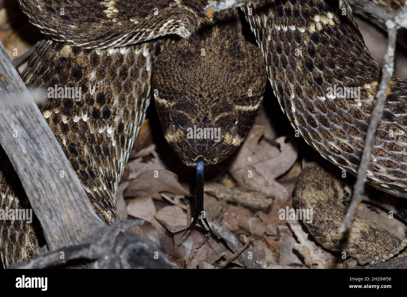 Western Diamondback Rattlesnake, Crotalus atrox, flicking tongue Stock Photo