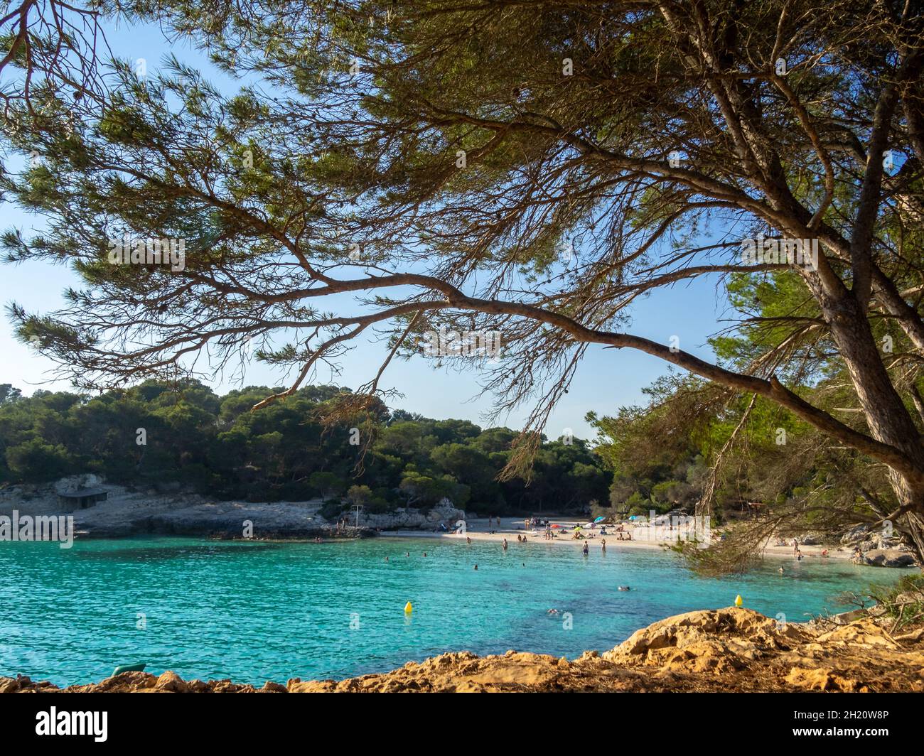 View of Cala Turqueta between the pine trees, Menorca Stock Photo