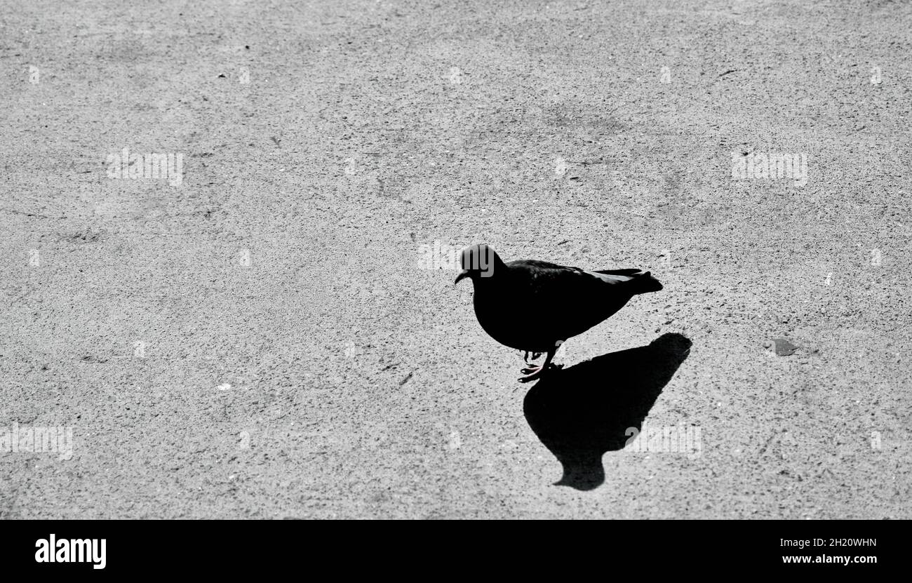 Black and white photo of single dove or pigeon and its shadows on the concrete ground in istanbul Stock Photo