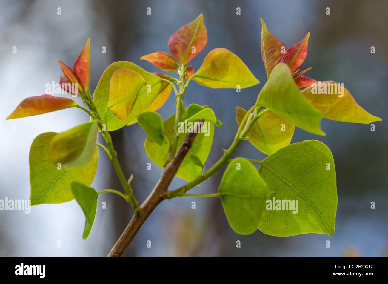 The leaves of the chinese tallow tree are red when they first appear in