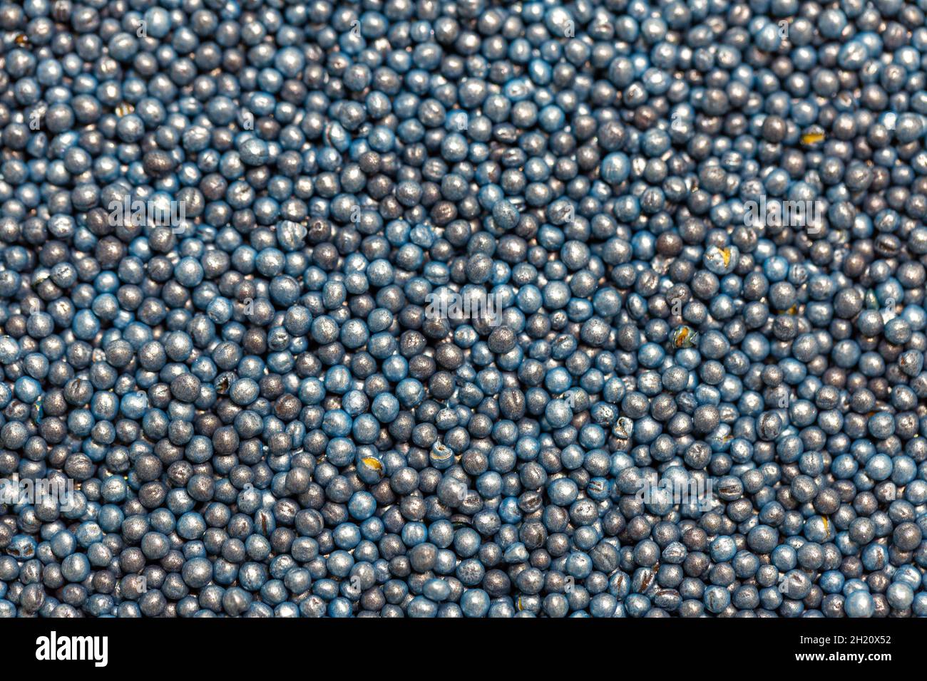 Macro. Processed blue-coated rapeseed seeds in a petri dish in the lab ...
