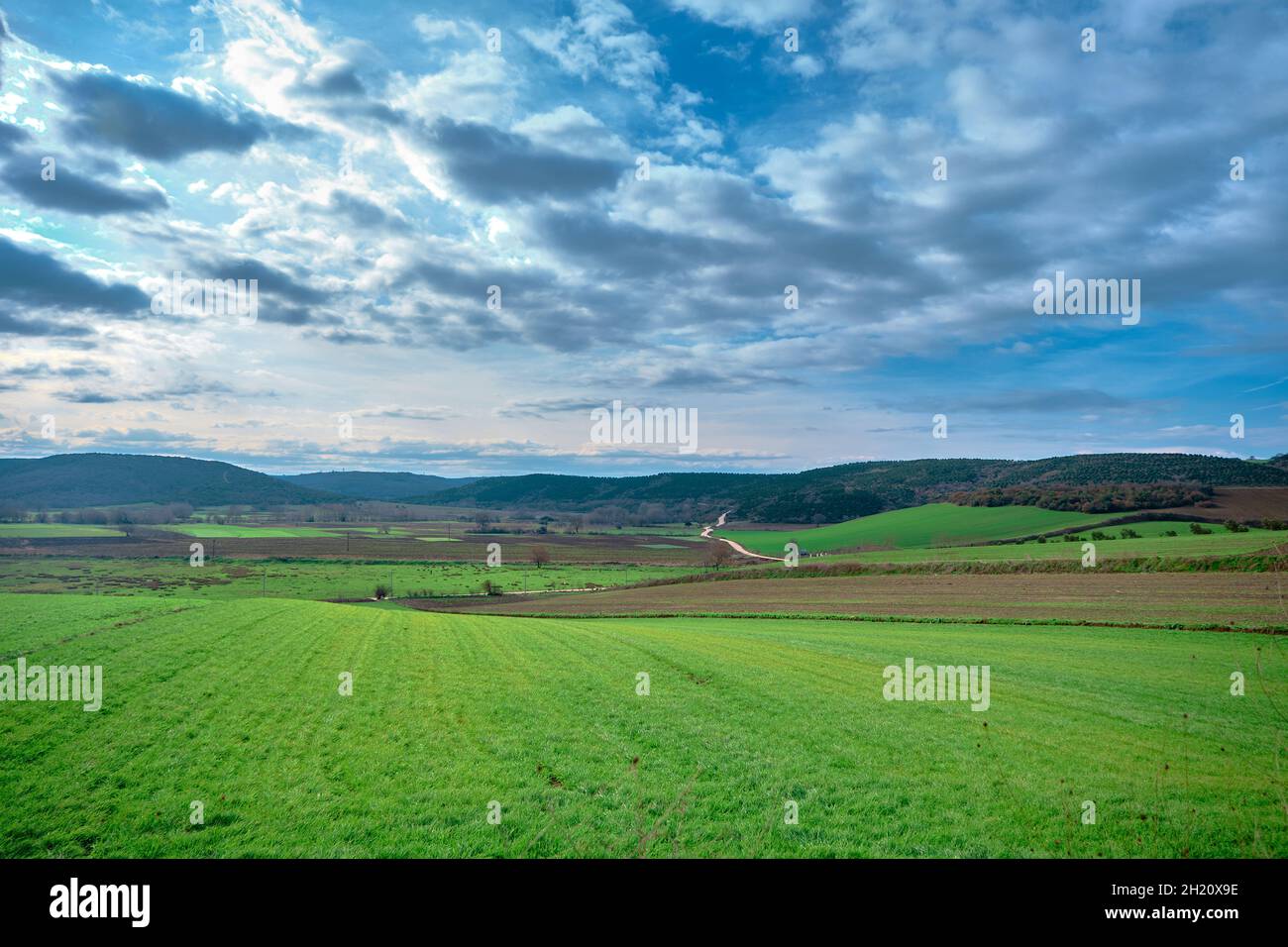Magnificent Green grass and agricultural fields with small gravel roads far away. Stock Photo