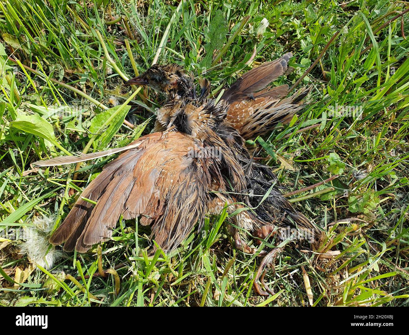 Corncrake, Corn crake (Crex crex). Russia, Moscow. dead bird Stock Photo