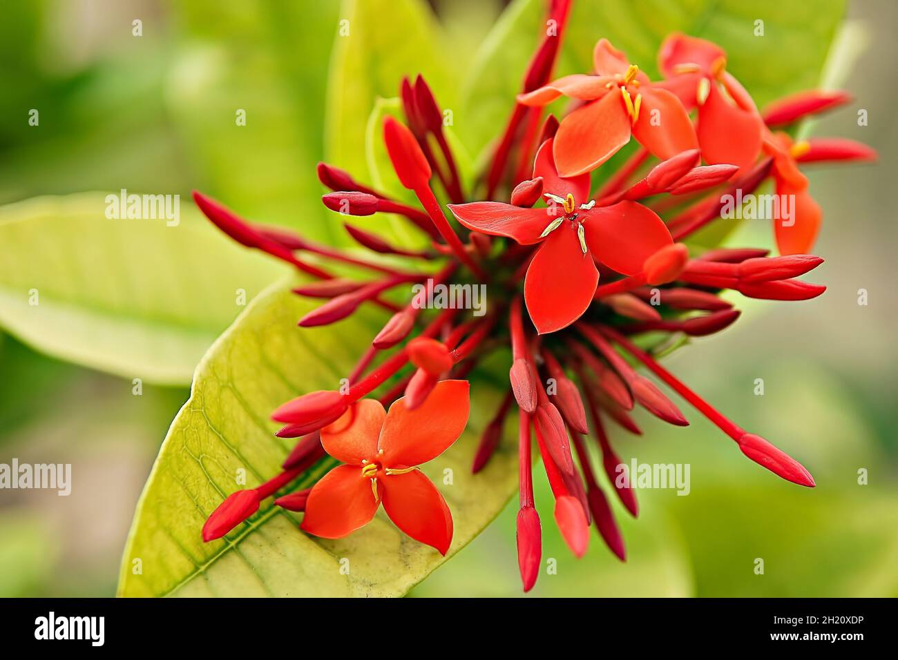 Scarlet ixora flowers in bloom in Seychelles islands Stock Photo