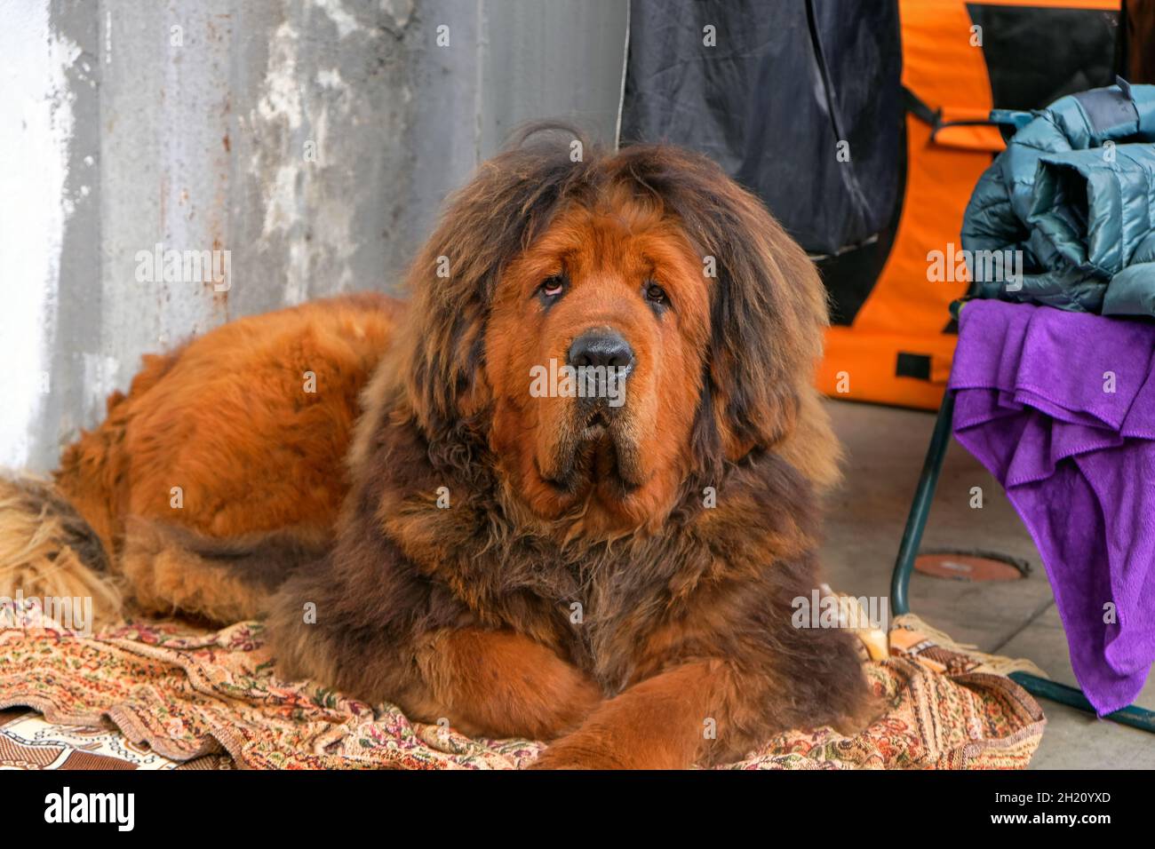 The Tibetan Mastiff dog lies on the rug and looks into the camera. Tibetan Mastiff puppy of red color close-up. Large brown dog is resting on the carp Stock Photo