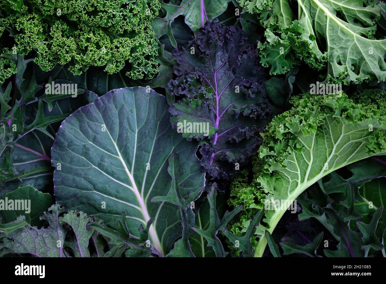 Leaves of different types of kale cabbage top view background. Beautiful bright natural background. Leaves of different sizes and colors close-up. Gre Stock Photo