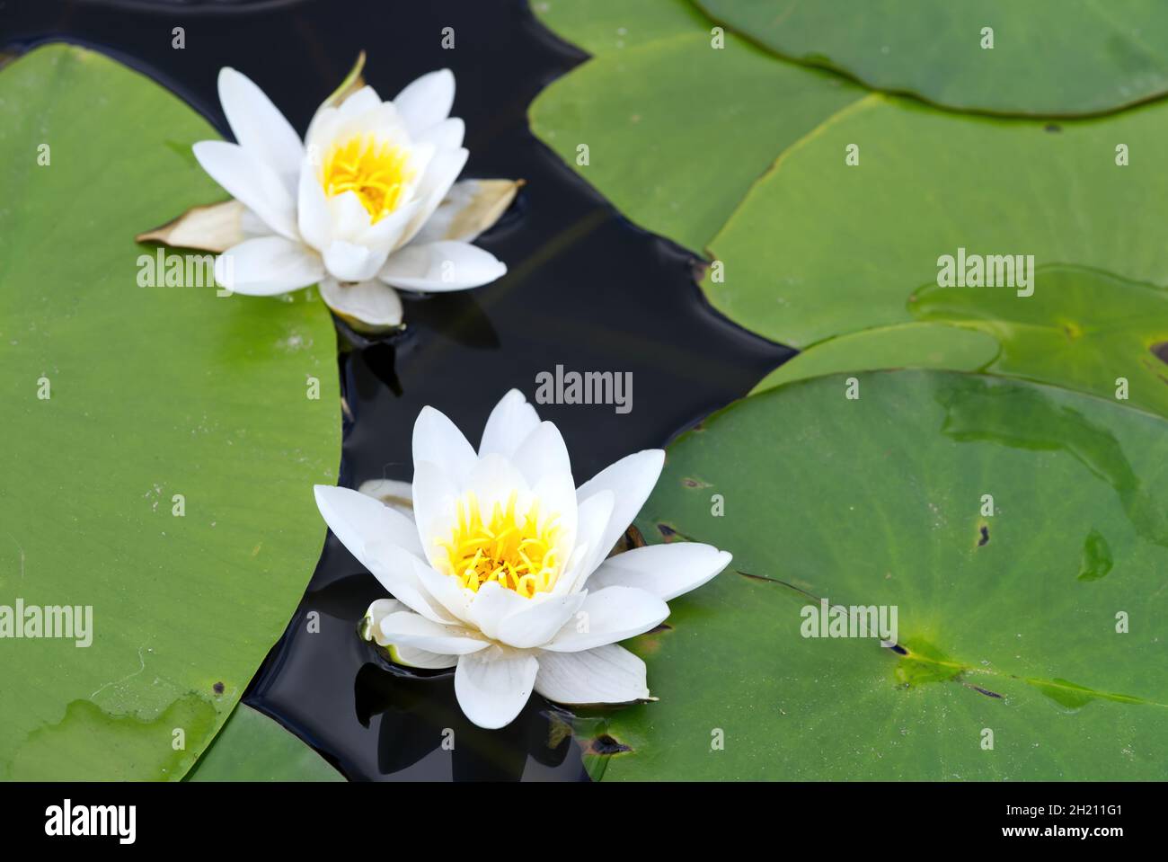 Two white water lily floating on a blue water Stock Photo Alamy