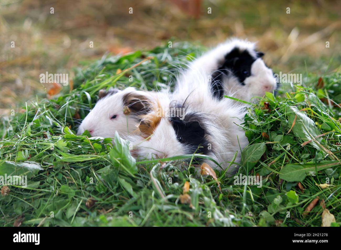 funny white and brown guinea pigs eating fresh green grass. Domestic ...