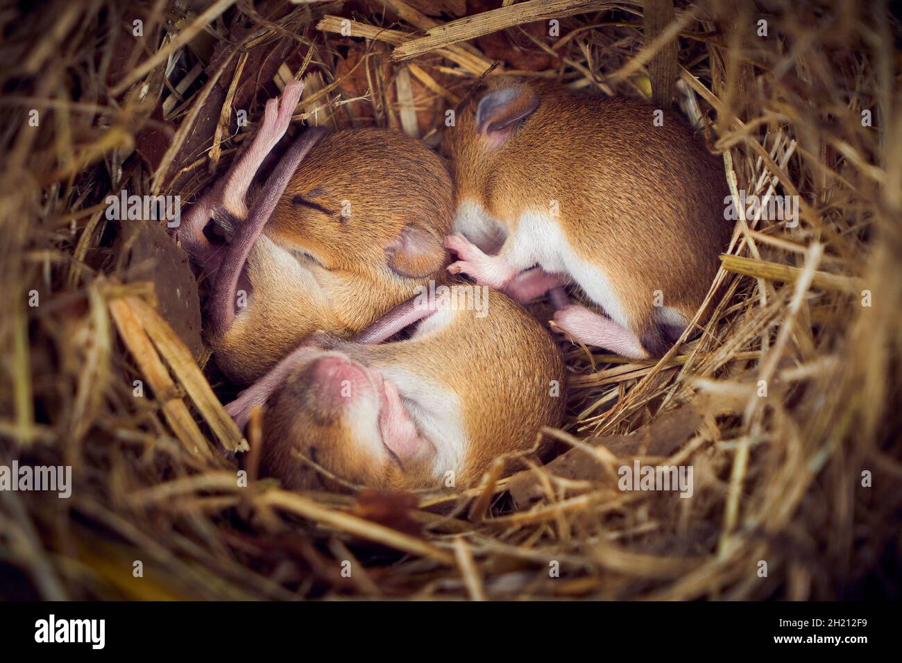 Baby mice sleeping in nest in funny position (Mus musculus Stock Photo