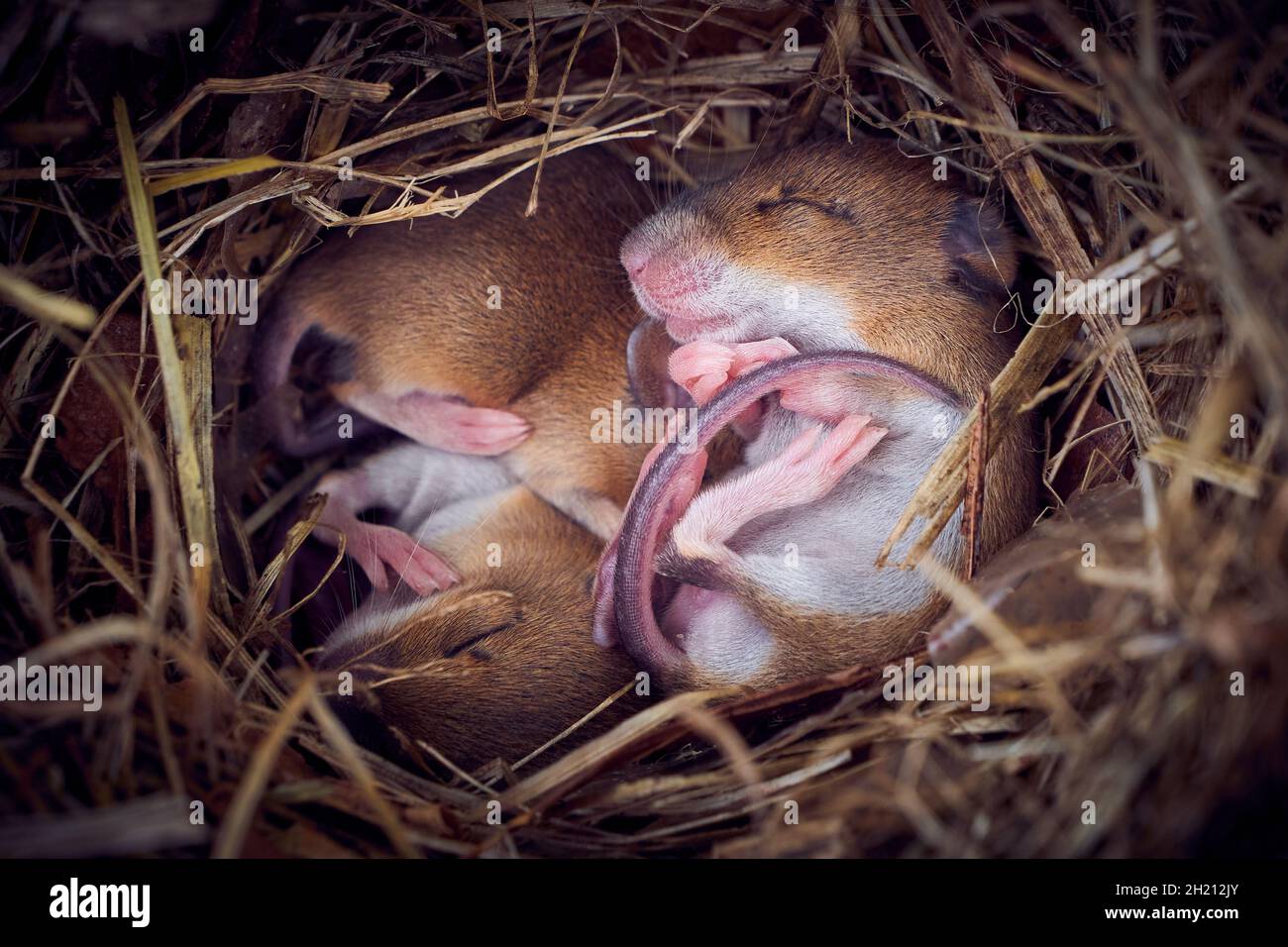 Baby mice sleeping in nest in funny position (Mus musculus Stock Photo