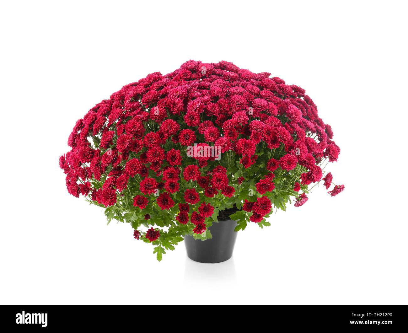 Beautiful chrysanthemum flowers in pot on white background Stock Photo