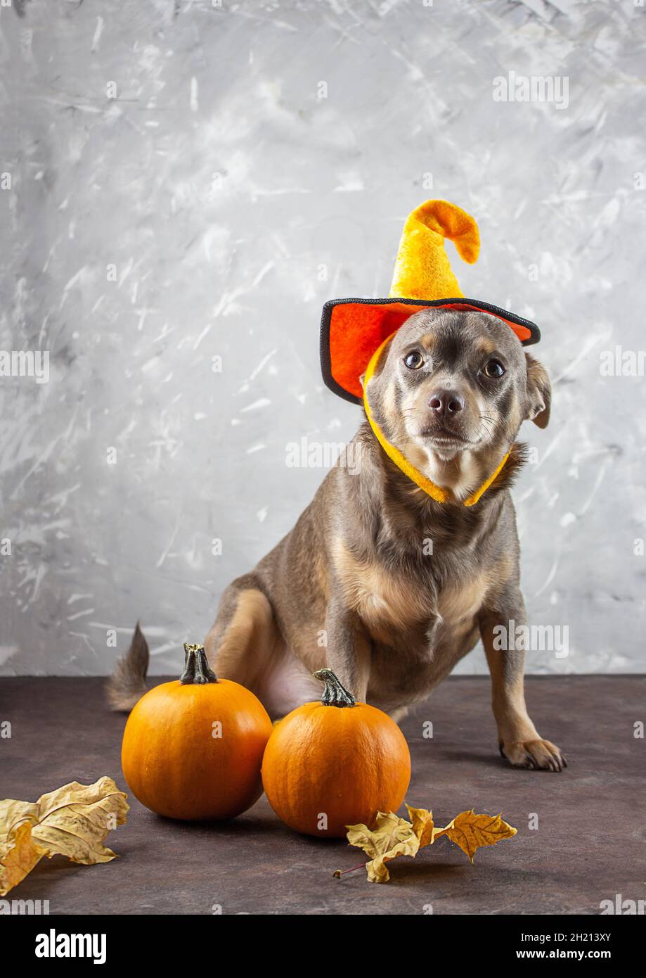 dog sits in a halloween hat. A pumpkin 