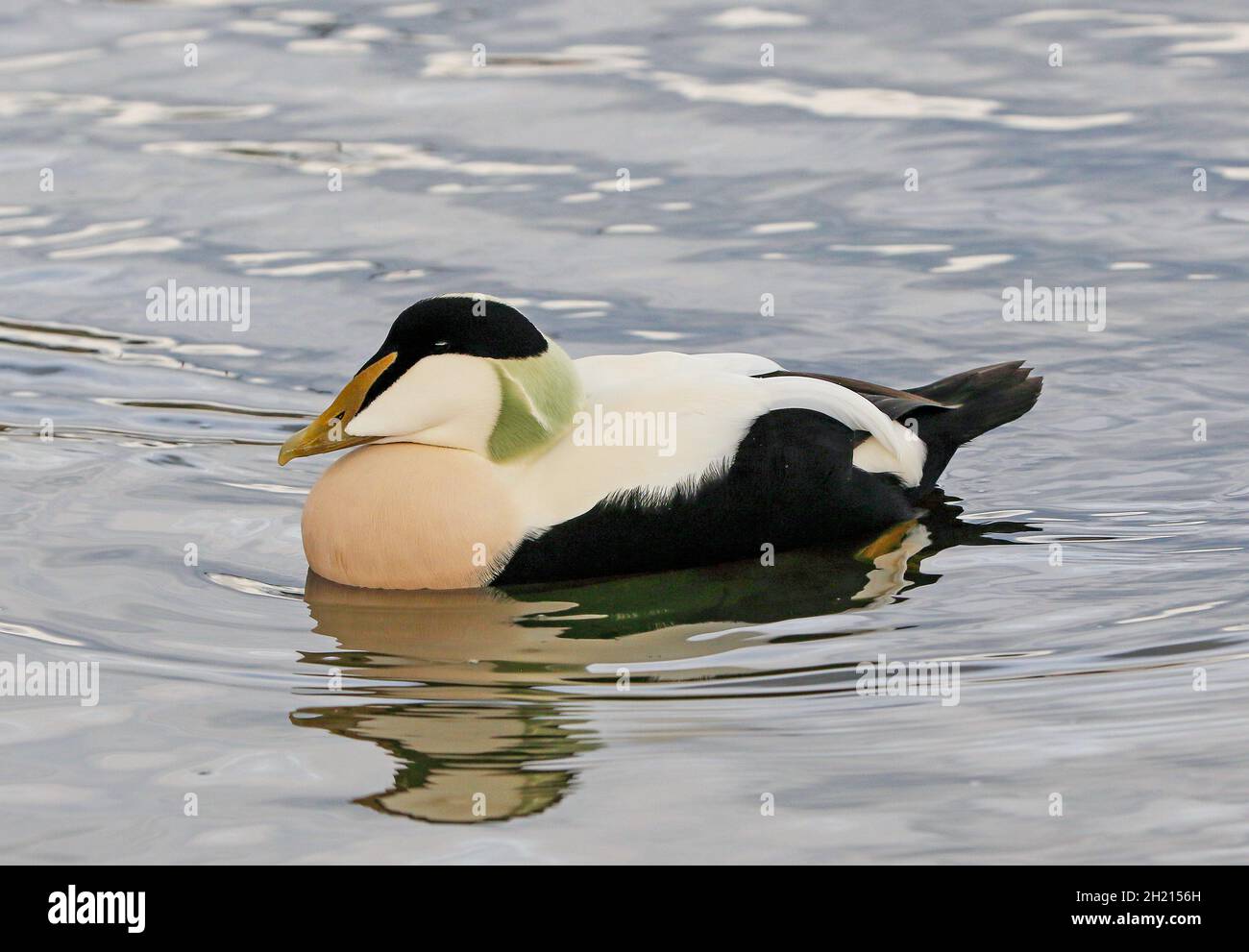 Common Eider Duck (Somateria mollissima) Stock Photo